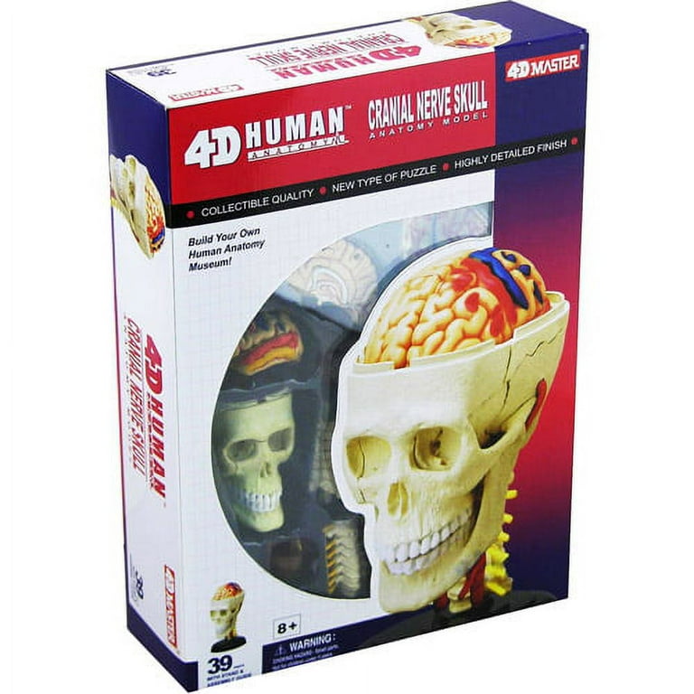 4D Vision Cranial Nerve Skull Anatomy Model - Walmart.com
