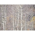 thumbnail image 2 of Gulin, Sylvia 18x15 White Modern Wood Framed Museum Art Print Titled - Utah-Wasatch Mountain Range Aspens just off of Highway 39 and Curtis Creek Rd, 2 of 4