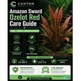 thumbnail image 6 of Amazon Sword Echinodorus Ozelot Red Medium Live Aquarium Plants BUY2 GET1 FREE, 6 of 10