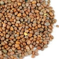 thumbnail image 2 of Organic Radish Sprouting Seeds: 30 Lbs Bucket - Bulk Non-GMO Radish Seed for Sprouting Sprouts, Micro Greens, Survival Food Storage, Hydroponics, Vegetable Garden, More, 2 of 4