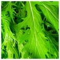 thumbnail image 3 of Everwilde Farms - 1000 Organic Mizuna Chinese Cabbage Seeds - Gold Vault Jumbo Bulk Seed Packet, 3 of 5