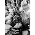 thumbnail image 3 of Incado 18x24 Black Modern Framed Museum Art Print Titled - B And W Flower 4, 3 of 5