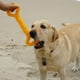 thumbnail image 2 of Juguete para masticar para perros de goma duradera, juguete para cachorros de perro con forma de hueso de 13 pulgadas, diseño convexo, juguete interactivo resistente para perros adecuados para masticar agresivamente por perros pequeños y grandes (amarillo) oso de fresa Electrónica, 2 of 5