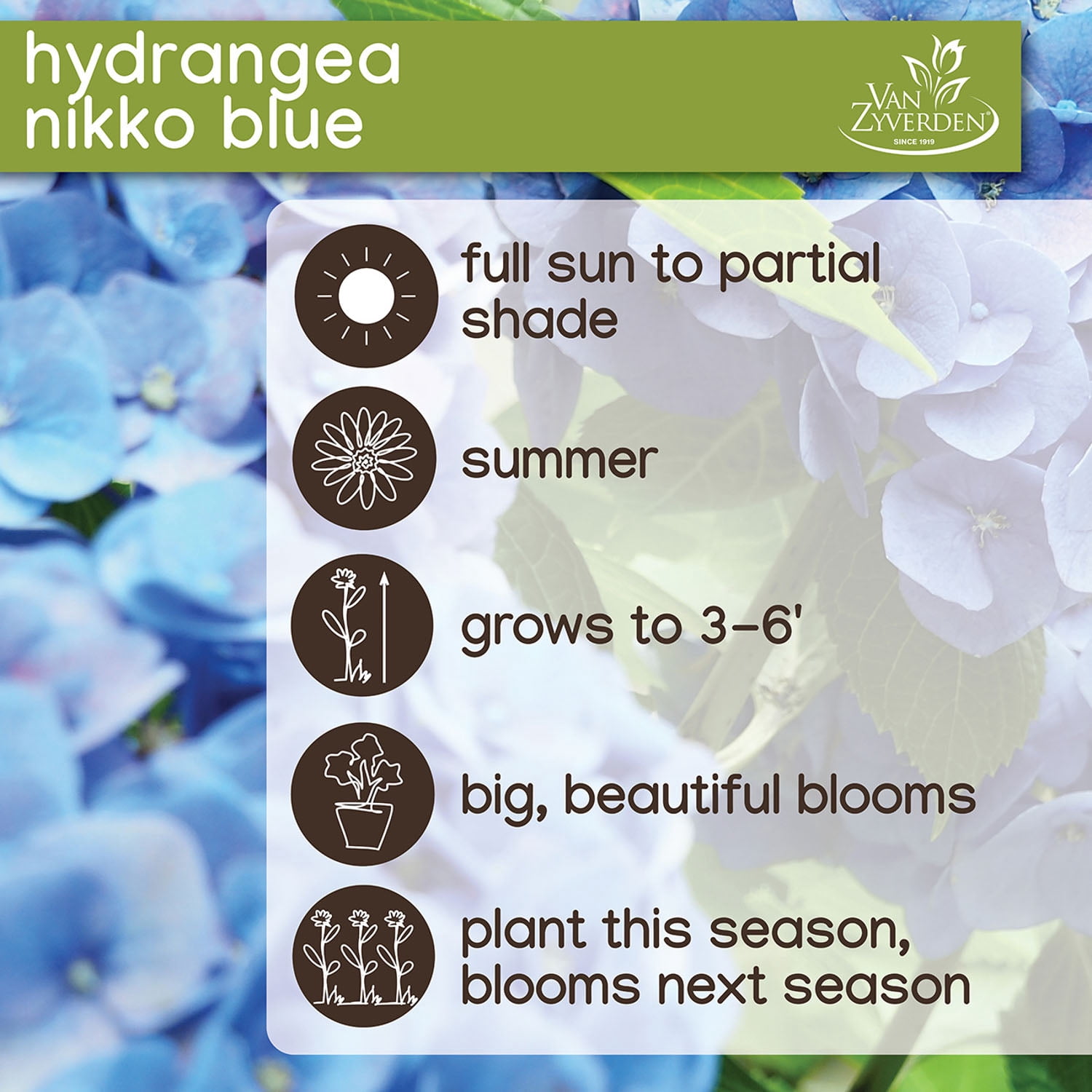 Expert Gardener Hydrangea Collection (Set of 2 Dormant Bare Roots