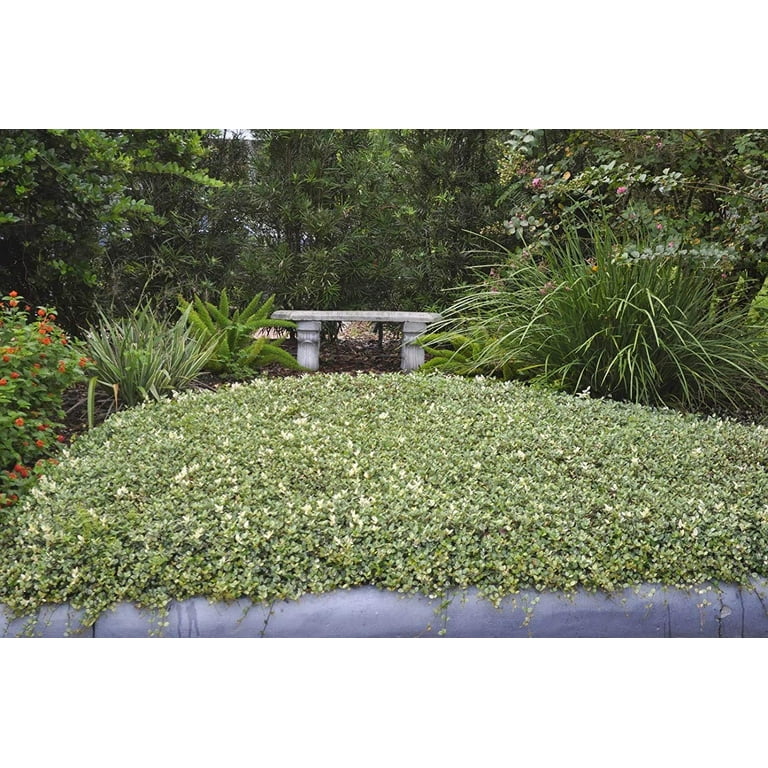 Variegated Asiatic Jasmine Minima - 10 Live Plants