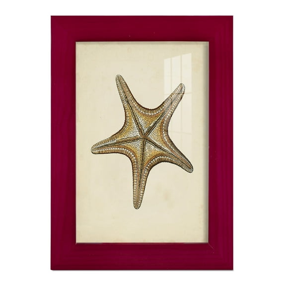 Sealife Collection IV - Framed Print w/glass - Cherry Red