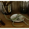 thumbnail image 3 of ragnaroc Air Plants - Tillandsia Caput Medusae, Large 5-7" - 1ct - Live Arrival Guaranteed - House Plants for Home Decor & Gift, 3 of 7