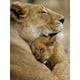 thumbnail image 1 of 30x40cm 5d Diy Diamond Painting Full,srie Lion#p,diamantes de imitación diy, 1 of 5