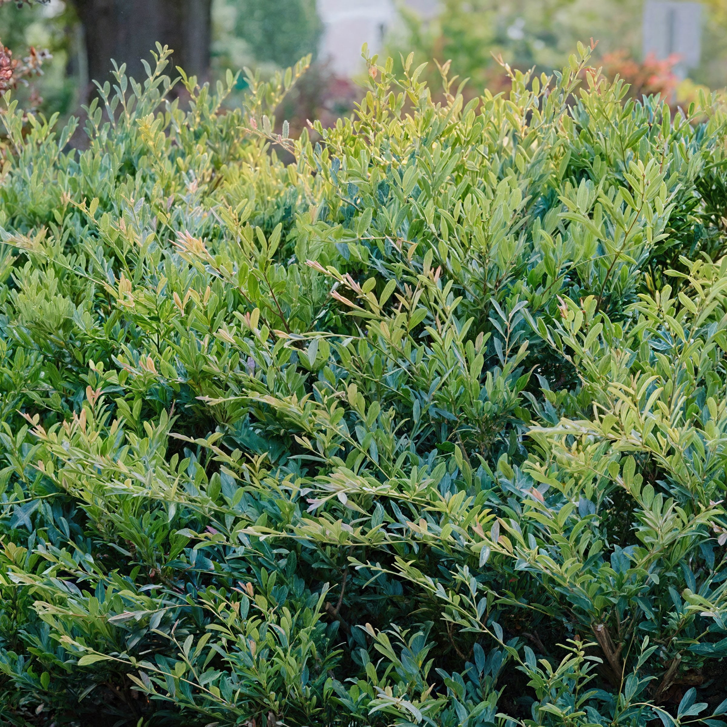 3 gal. Distylium Cinnamon Girl Shrub