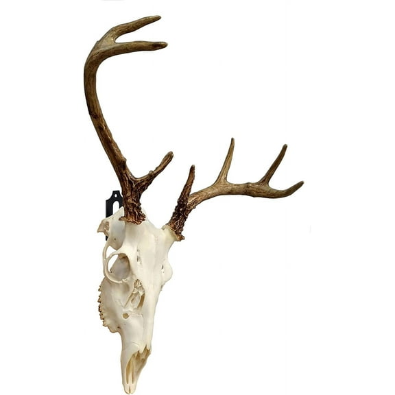 3-Pack European Skull Wall Mount Bracket Hangers | Deer/Mule/Antelope/Coyote/Small Game | Easy Install Kits - Indoor/Outdoor for Hunters