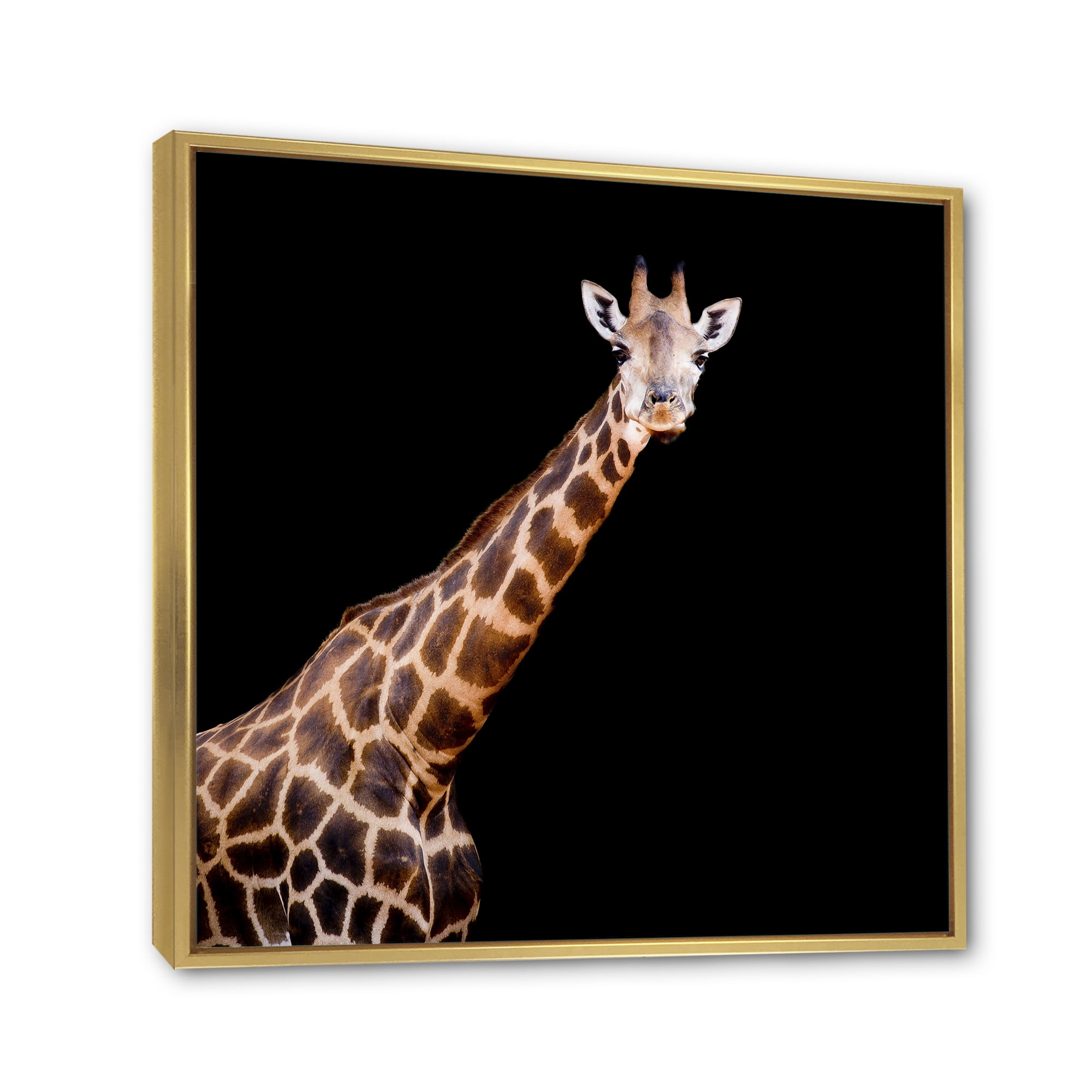 Designart 'Portrait of A Giraffe On Black Background III' Farmhouse Framed Canvas Wall Art Print