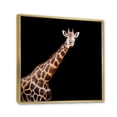 thumbnail image 3 of Designart 'Portrait of A Giraffe On Black Background III' Farmhouse Framed Canvas Wall Art Print, 3 of 5