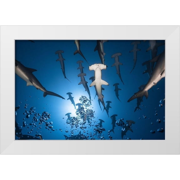 Gabriel, Barathieu 14x11 White Modern Wood Framed Museum Art Print Titled - Hammerhead Shark