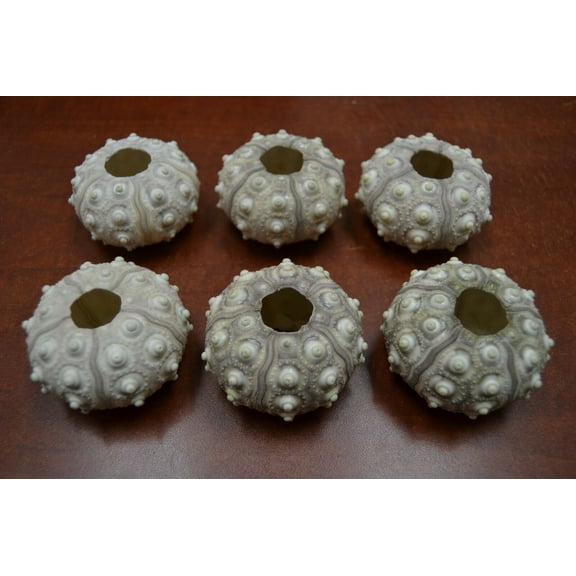 6 Pcs Sputnik Seashell Urchins