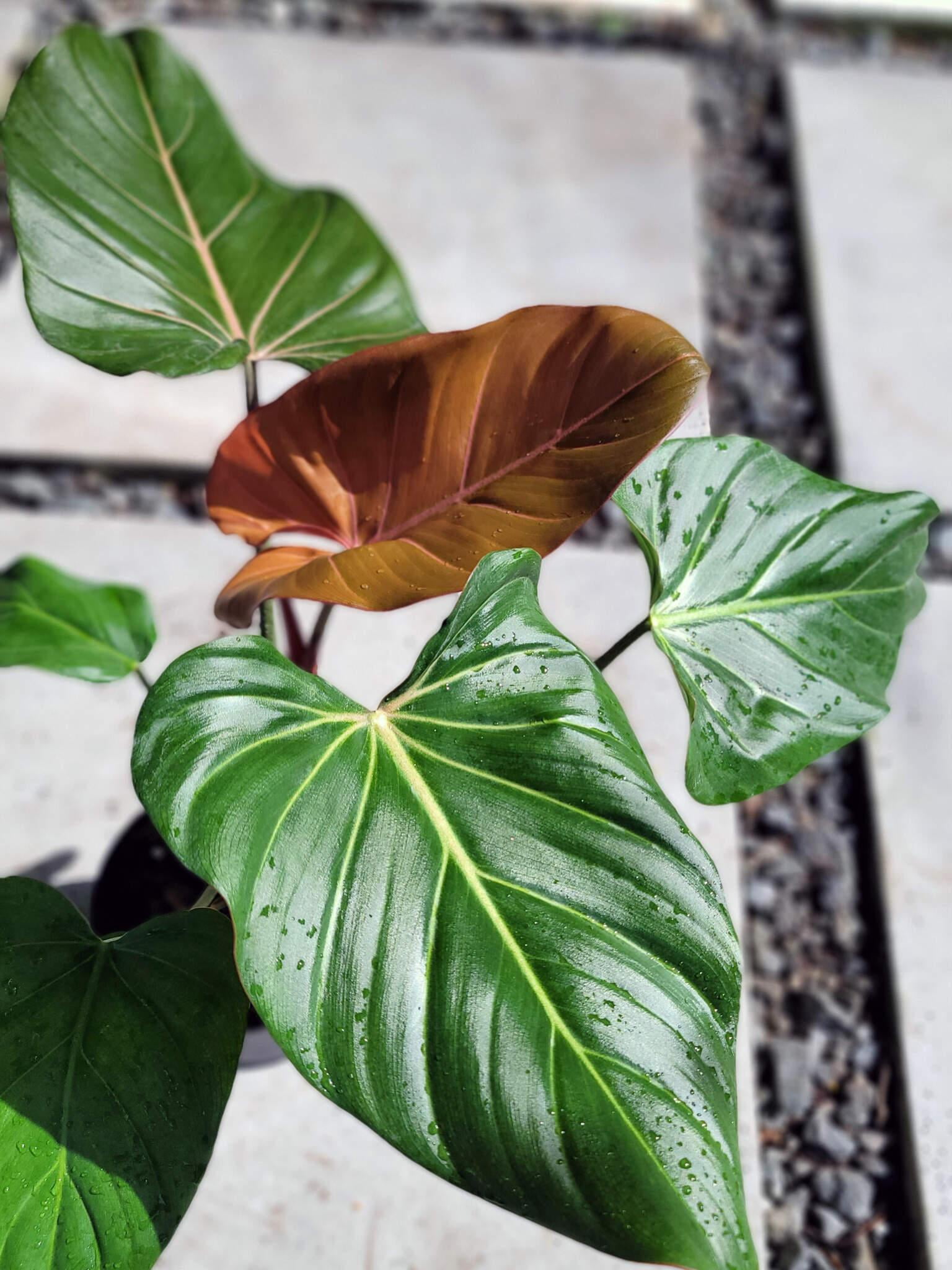 Summer Glory Philodendron-Tropical Indoor Plant-Air Purifying Qualities  10" Pot