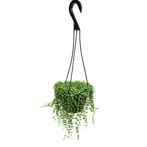 Element By Altman Plants String of Pearls Succulent (Senecio Rowleyanus) 6" Live Plant Hanging Basket