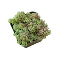 thumbnail image 6 of Sedum Dasyphyllum Minor Succulent (2"+ Clay Pot) - Tiny, Lovely, Easy to Care Succulent for Beginners - Live Healthy Succulent for Home Office, 6 of 9