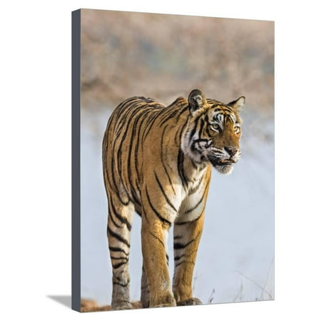 India, Rajasthan, Ranthambhore. a Female Bengal Tiger Stares Intently after Calling Her Cubs. Stretched Canvas Print Wall Art By Nigel (Best International Calling Card To India)