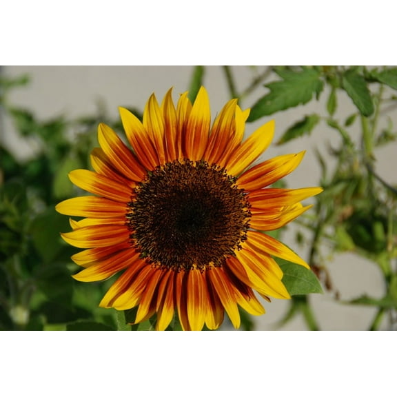 Sunflower, Autumn Beauty 100 Seeds Newly Harvested, Vivid Colorful Bloom