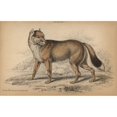 thumbnail image 2 of Falkland Island Aguara-Dog, Dusicyon Australisa Poster Print By ® Florilegius Mary Evans (24 X 18), 2 of 4