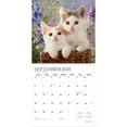 thumbnail image 4 of Kitten Cuddles | 2026 12x24" (Hanging) Monthly Square Wall Calendar | Plato, 4 of 9