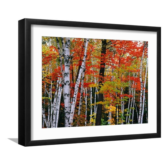 Art.com Birch and Maple Trees in Autumn Photographic Print by James Randklev, Black Frame Wall Art, 21" x 17"