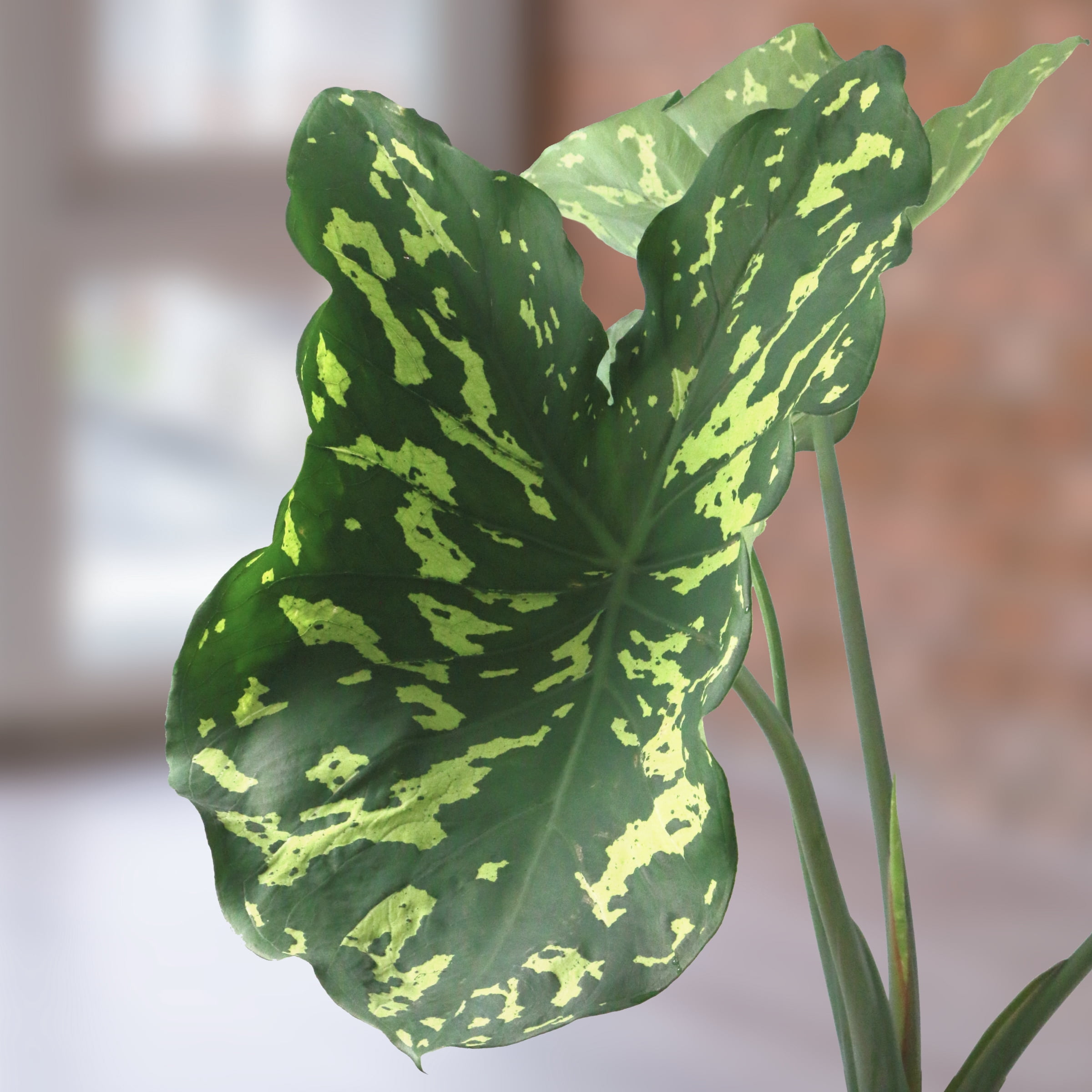 5.5 in. Alocasia Hilo Beauty Annual Plant