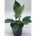 thumbnail image 4 of Philodendron Birkin, 4 inch, White Wave, Mermaid's Tail, 4 of 9