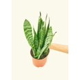 thumbnail image 4 of Snake Plant - Sansevieria Zeylanica Live Green Plant in 4" Pot, 4 of 5