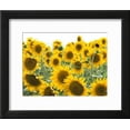 thumbnail image 2 of Sunflowers, Colorado, USA, Botanical Scenic Framed Art Print Wall Art by Terry Eggers Sold by Art.Com, 2 of 5