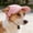 A, variant on Pet Recovery Collar Soft Adjustable Cone Alternative Anti Lick Protective Collar, Lightweight Breathable Two Way Wear Design, For Cats Small Dogs Post Surgery Healing Care