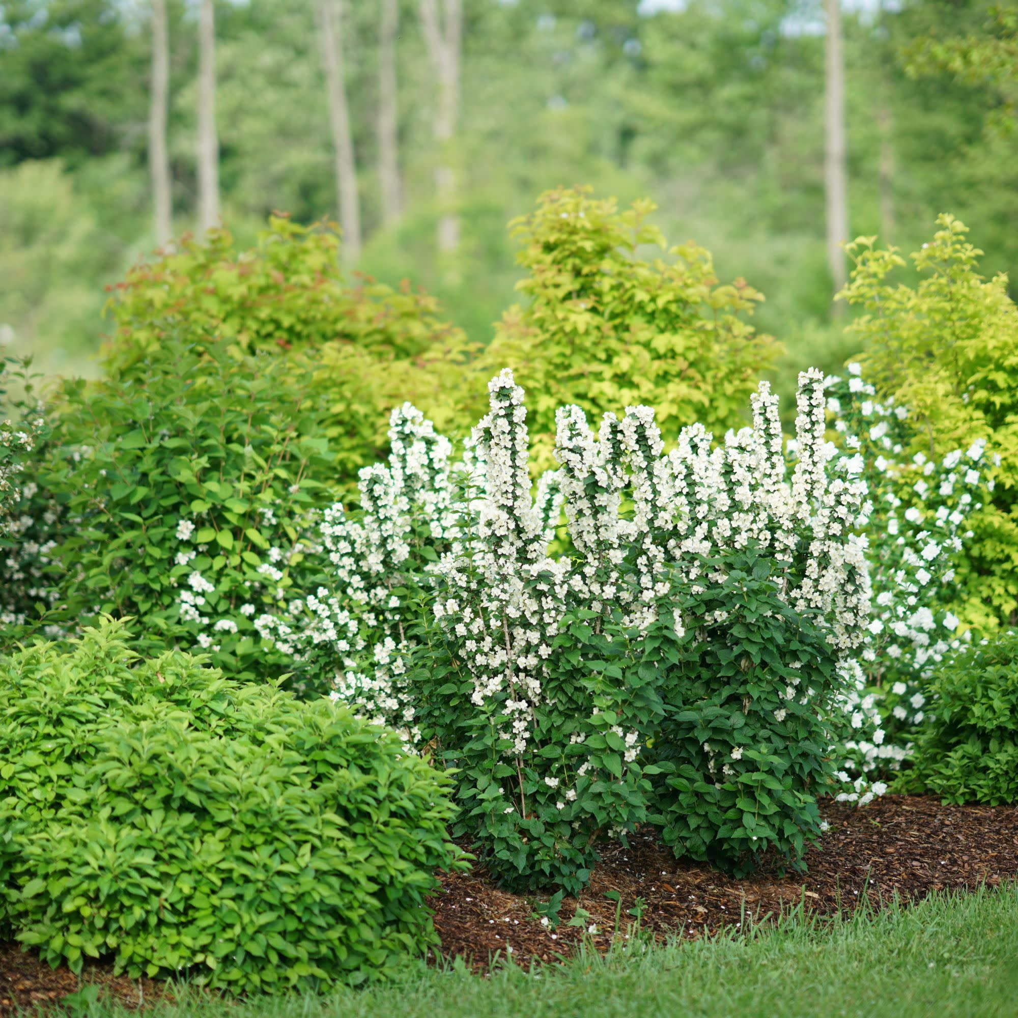 Proven Winners ColorChoice 5" White Illuminati Tower Mock Orange Live Plant in 4.5" Pot (4 Count)