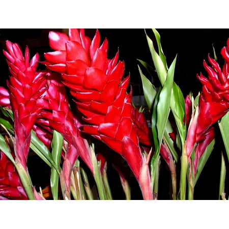 Hawaiian Red Ginger Plant Root ~ Grow Hawaii