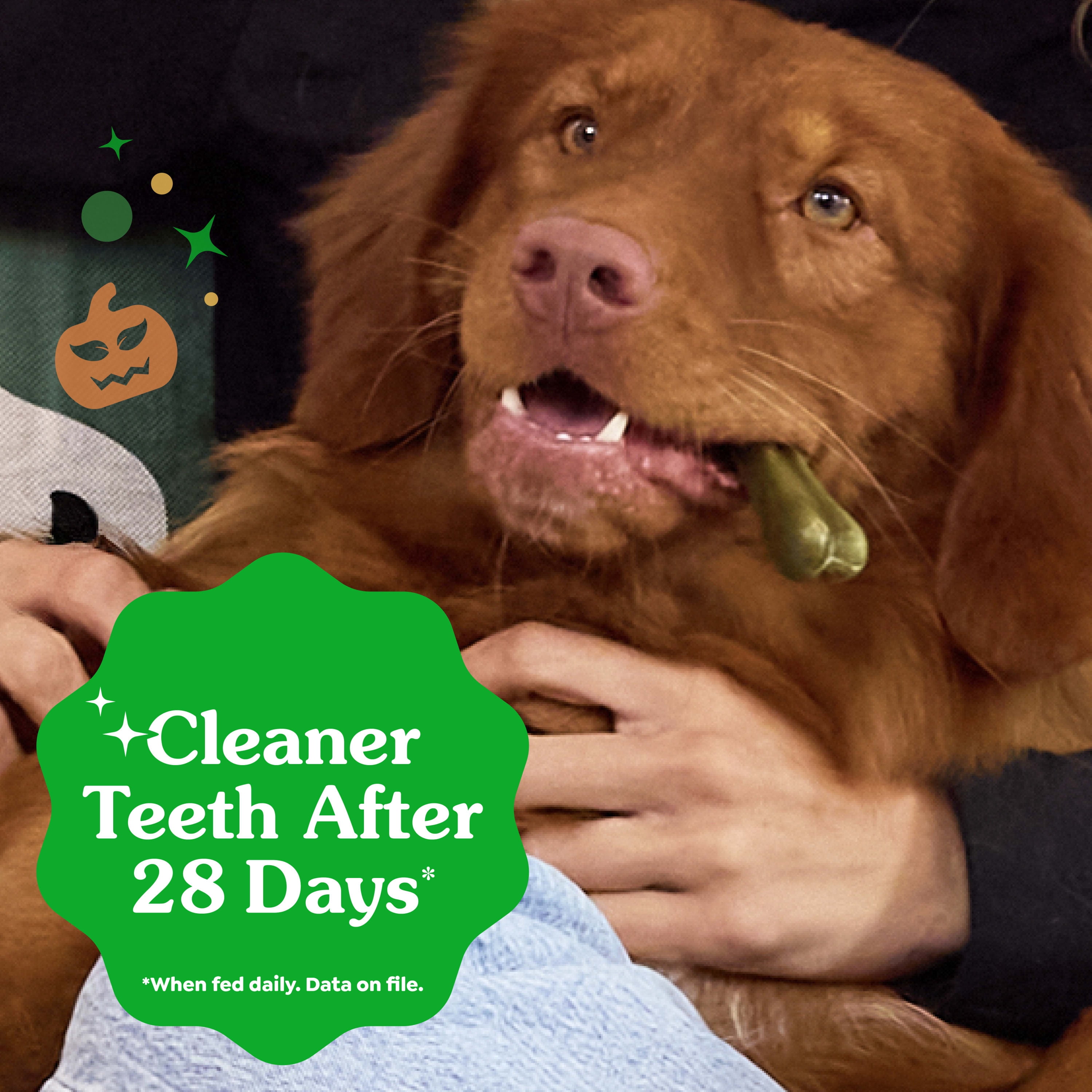 Greenies Pumpkin Spice Flavor Adult Natural Dental Dog Treats Regular Size, 12 oz Pack (12 Count)