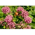 thumbnail image 2 of Seedville Swamp Milkweed Asclepias Incarnata Flower Seeds 36-60" Height, Dark Pink - Mauve, 2 of 11