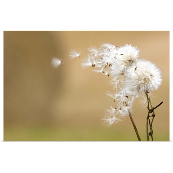 Great BIG Canvas | Rolled John Short Poster Print entitled Dandelion Fluff