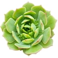 thumbnail image 2 of Echeveria Ramillette (2"+ Plastic Pot) - Mexican Hens and Checks - Tiny, Lovely, Easy to Care Succulents - Live Succulents for Home Office, 2 of 9