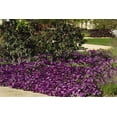 thumbnail image 4 of Wave 1 Quart Purple Petunia Annual Live Plants (5 Count) with Grower Pot, 4 of 7