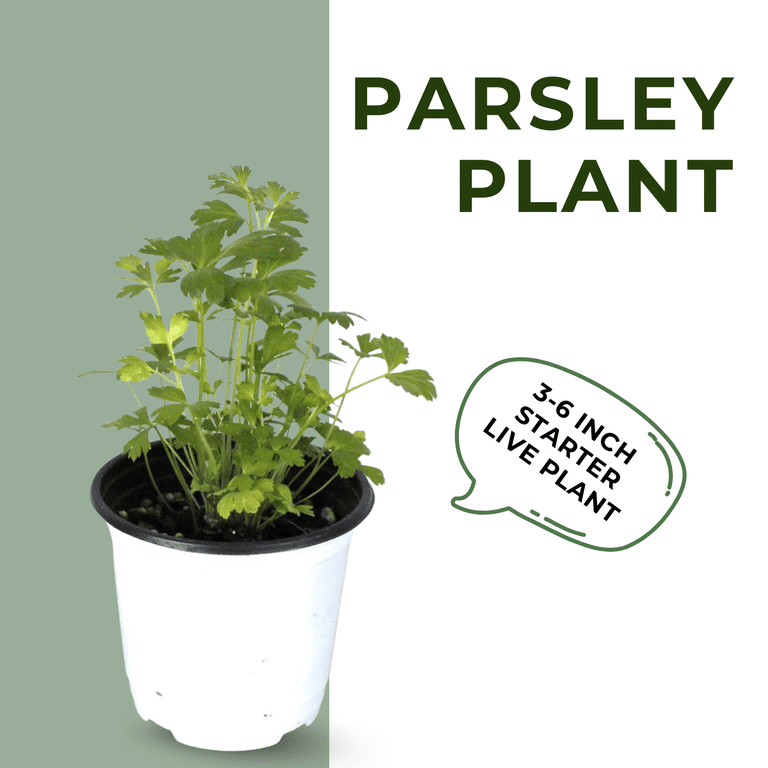 Live Parsley Plant, 3-6 Inch Herb Plants Live in Pot, Annual Fragrant Herb  for Indoor or Outdoor Growing - Walmart.com
