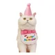 thumbnail image 1 of Set De Cumpleaños Collar Sombrero Para Gato Perro Ropa, 1 of 3