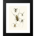 thumbnail image 2 of John Obadiah Westwood 11x14 Black Modern Framed Museum Art Print Titled - The Cabinet of Oriental Entomology Pl VI (1848), 2 of 5