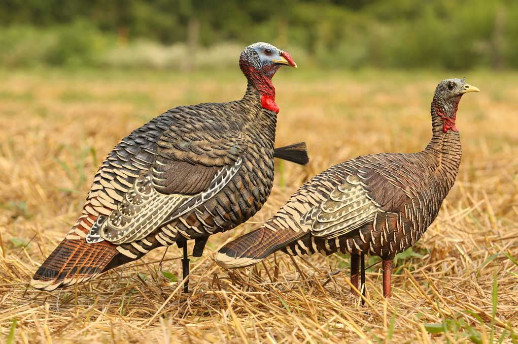Avian X AVXAVX8010 Rio Grande 2 Pack 16x13.5x6" Realistic Turkey Decoys
