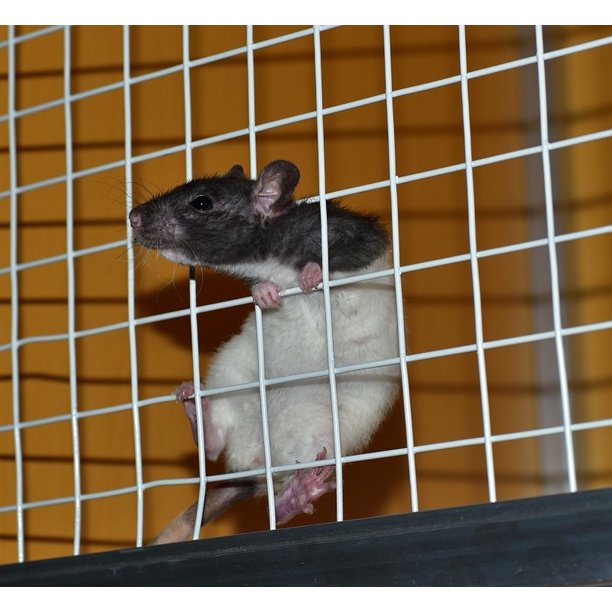 Download Color Rat Laboratory Cage Mammal Rat Rodent Pet-20 Inch By 30 Inch Laminated Poster With Bright ...