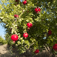 thumbnail image 2 of Salavatski Pomegranate Live Trees, Cold Hardy, Juicy Red Pomegranates, 2 of 6