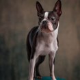 thumbnail image 1 of Mignon Petit Terrier de Boston - Peinture Diamant DIY, 1 of 6