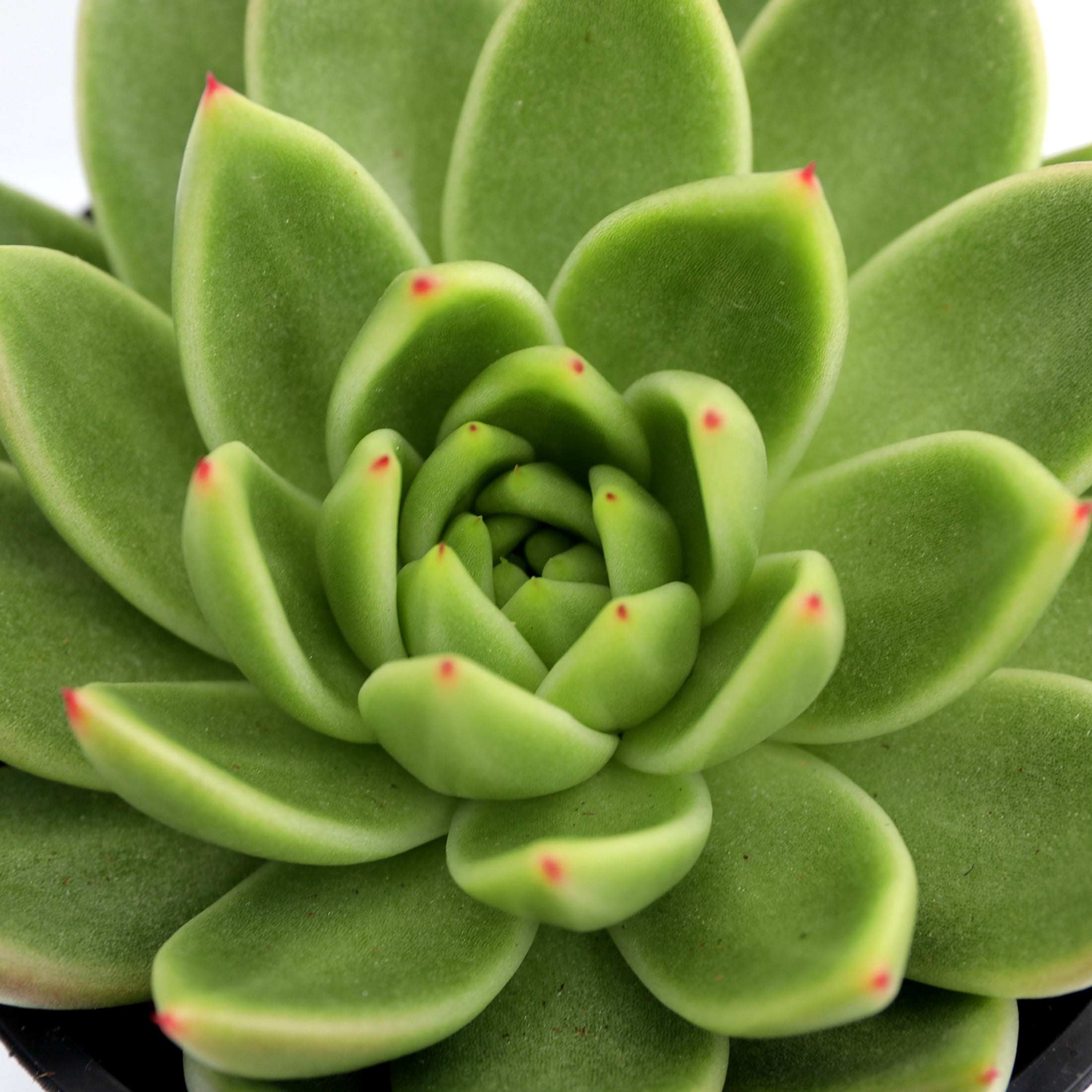 Live 5in Echeveria in Seagrass Pot with 'Mom' Pick - Perfect Gift