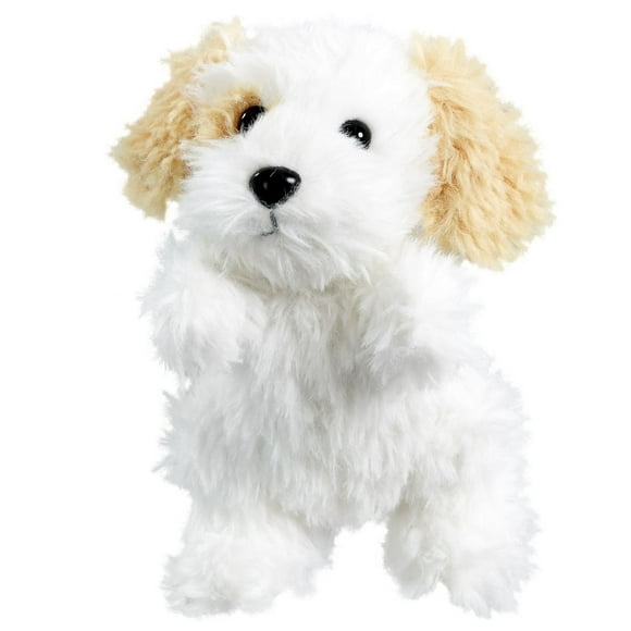 Scruffies Scruffy Pets Cody Puppy