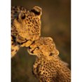 thumbnail image 1 of Diamond Painting (DE6745) 5D DIY Dos Leones Square Rhinestone Picture Kit 20X30cm Hugtrwg Para estrenar, 1 of 1