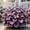 A, variant on Butterfly Flower Hostas For Planting Refresh Garden Gorgeous Variegated Leaves,Easy Care Perennial Patio Decoration Premium Stakes(Non-Artificial)