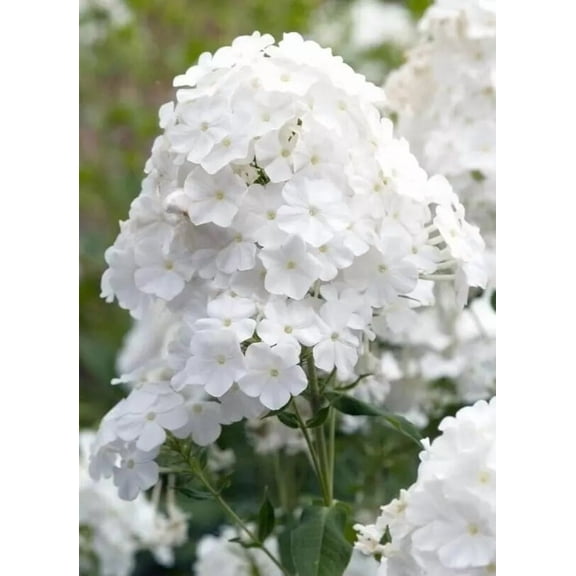 Whipped Cream Phlox Flower Seeds – 50 Perennial Phlox Seeds for Garden, Butterfly Attracting Flowers
